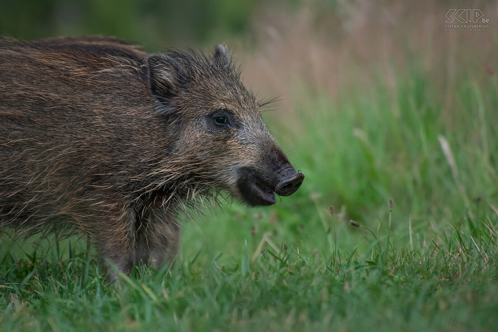Juvenile wild boar The smallest boars are called squeakers. After2 years they leave their mother. These wild boars weigh between 25 and 40 kg. Stefan Cruysberghs